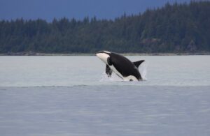 orcas and tofino wildlife