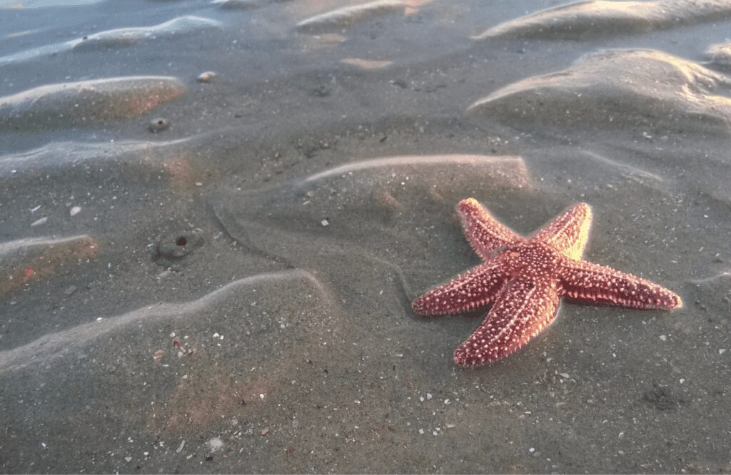sea stars and tofino wildlife