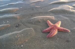 sea stars and tofino wildlife