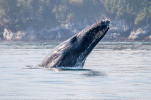 grey whale migration tofino